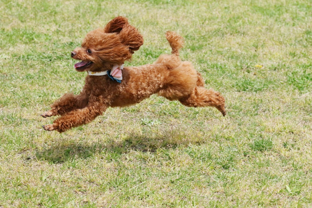 Running Toy Poodle